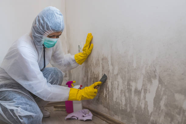 Best Mold Remediation for Healthcare Facilities  in Leon, IA