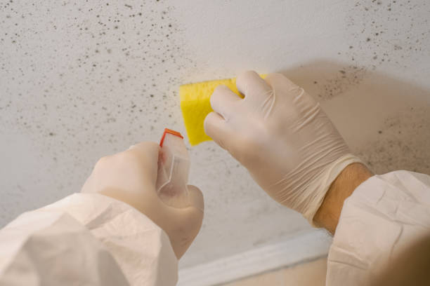 Best Comprehensive Air Testing for Mold Contaminants  in Leon, IA